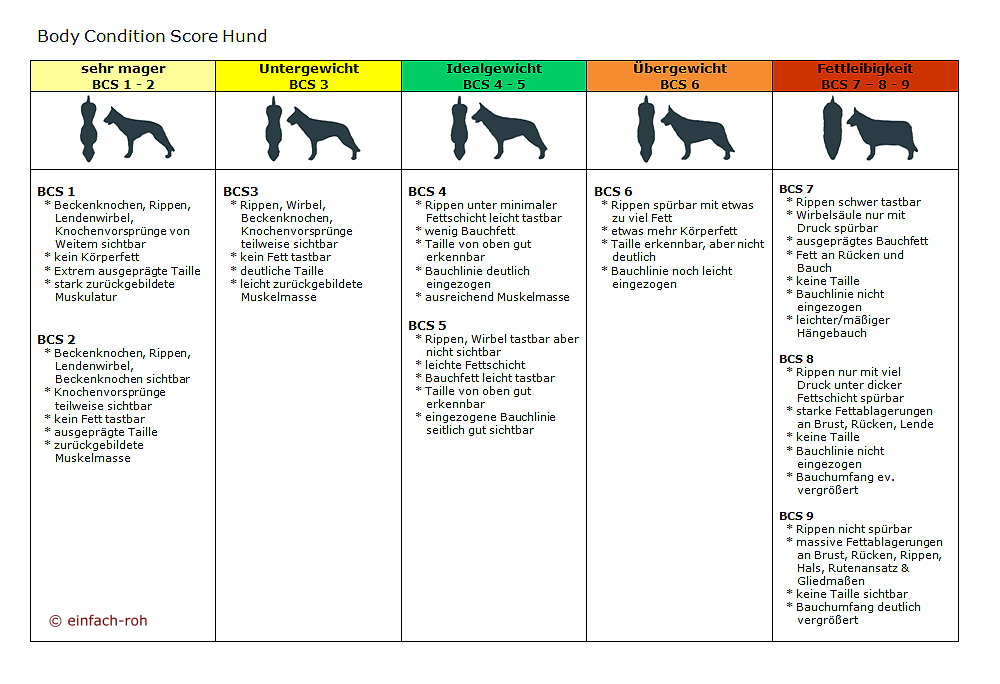 BCS-Hund