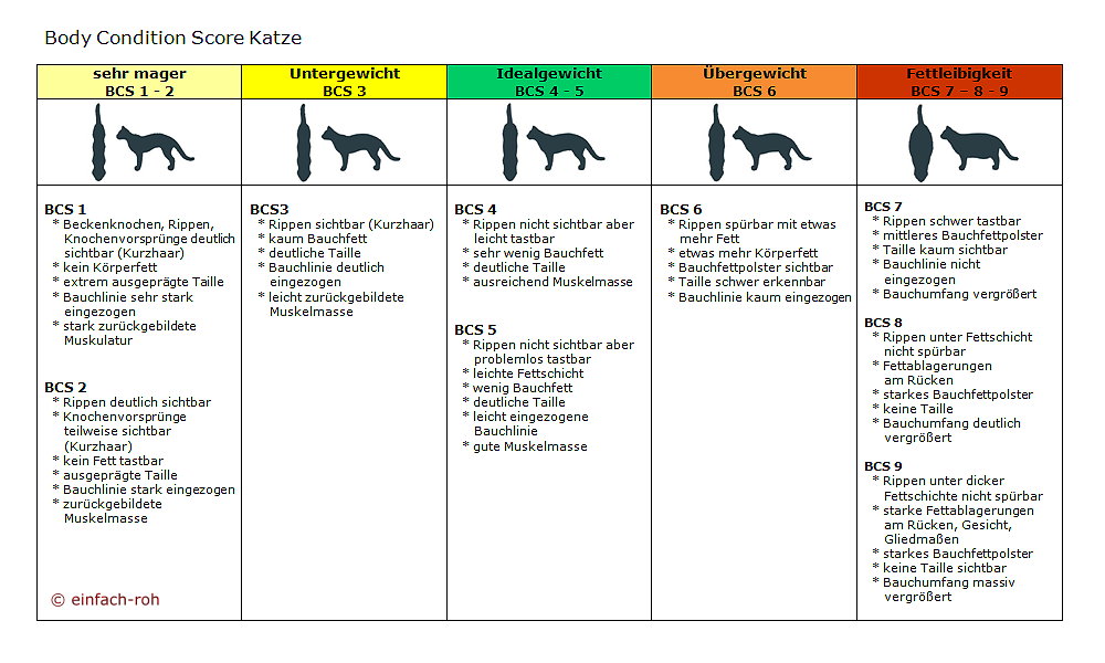 BCS-Katze